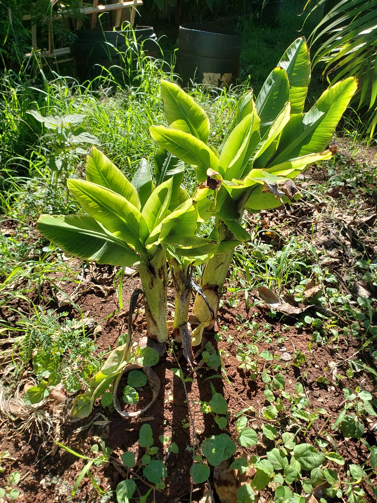 uploads/images/disease/Bunchy top of banana.jpg